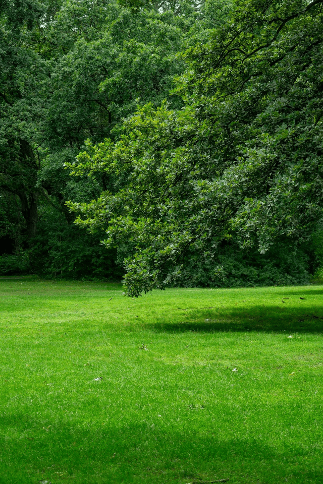 Lawn Makeover - BRONZE