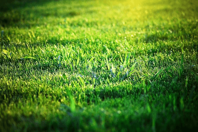 LAWN TIDYUP SILVER
